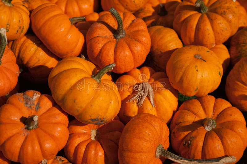 Mini Pumpkins