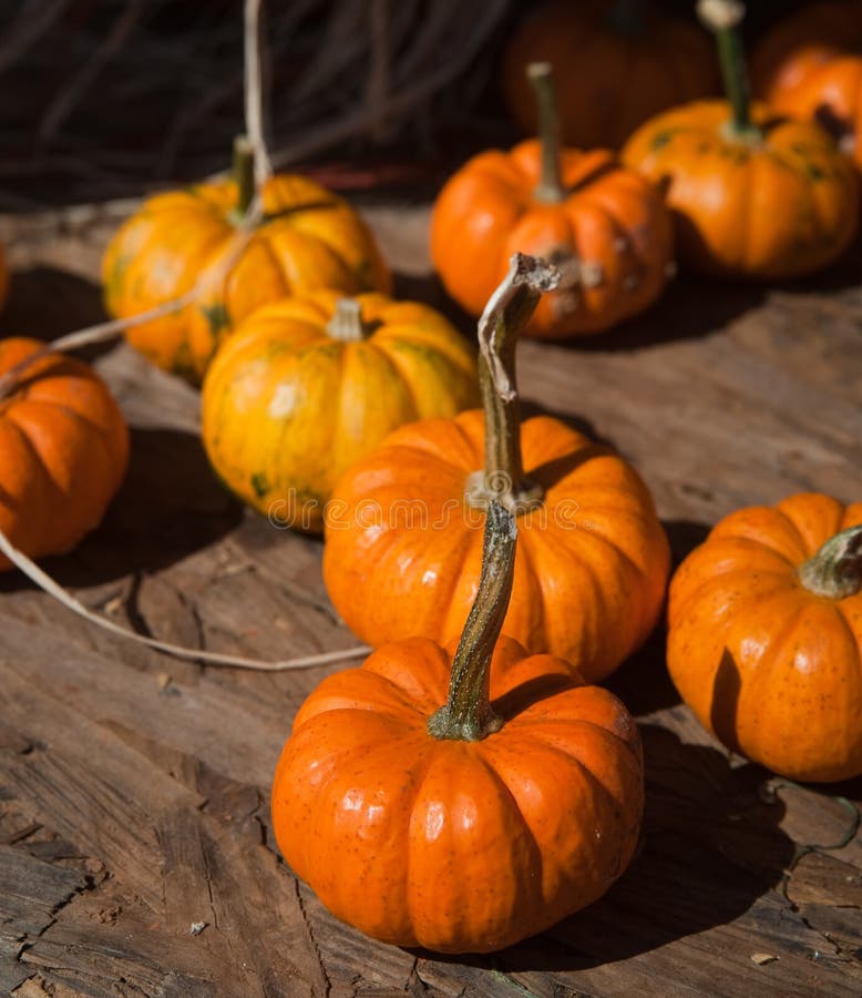 Mini Pumpkins