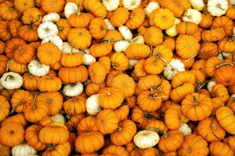 Pumpkin Painting and a Movie