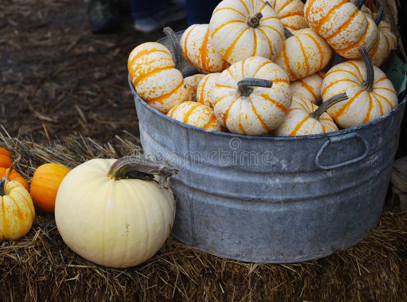 Mini Pumpkins i galvaniserad badar sammanträde på en bal av hö fotografering för bildbyråer Mini Pumpkins i galvaniserad badar sammanträde på en bal av hö fotografering för bildbyråer