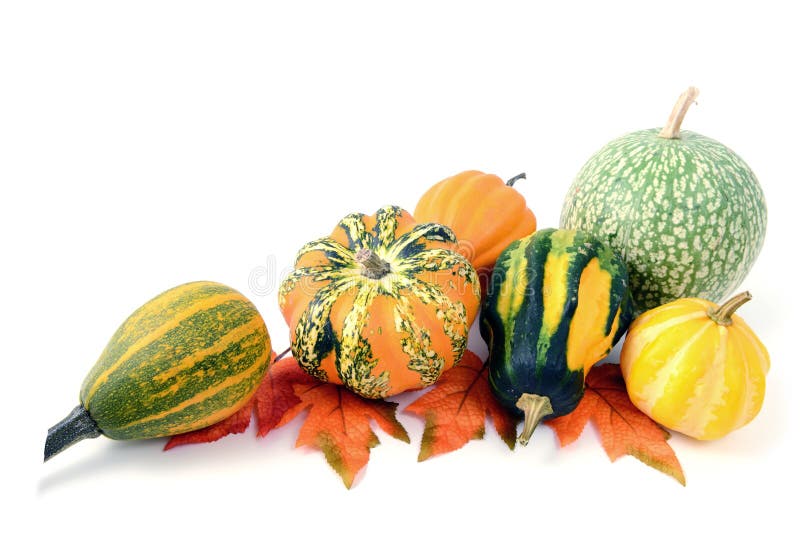 Mini pumpkins on isolated white background. Halloween. royalty free stock images