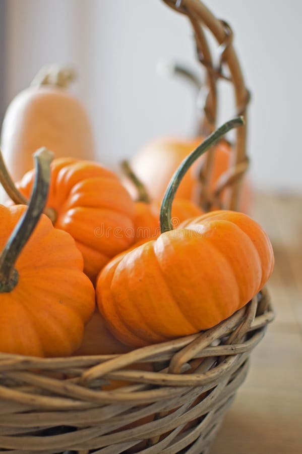 361 Mini Jack Pumpkins Stock Photos Free & RoyaltyFree Stock Photos