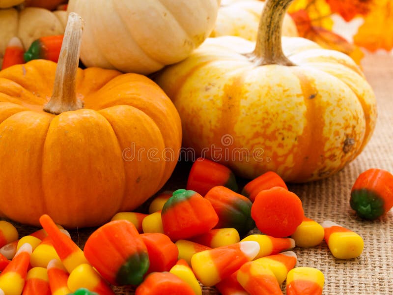 Mini Pumpkins stock photo. Image of holiday, food, halloween 258292970
