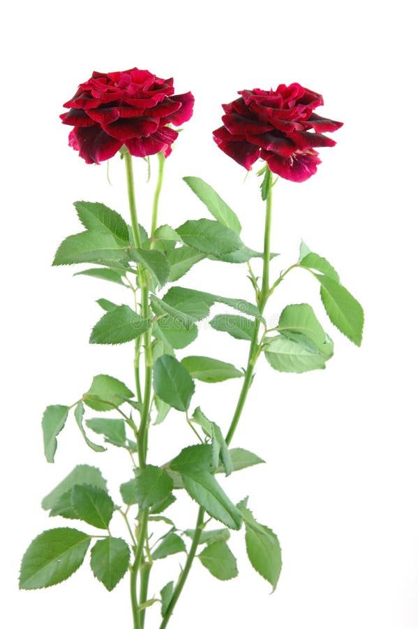 Mini red roses stock photo. Image of passion, florist 1078198
