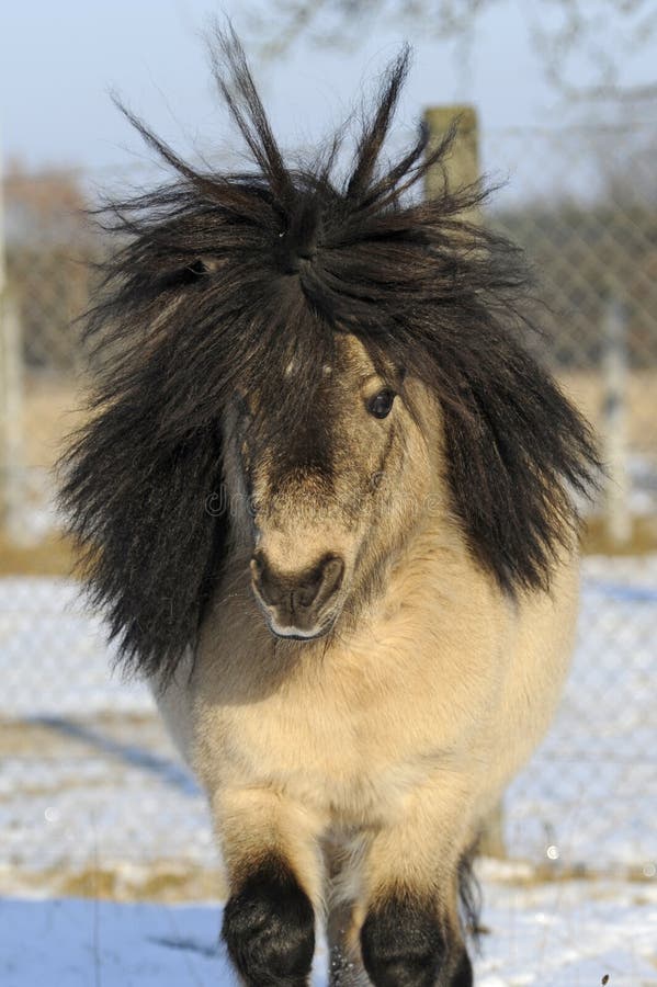 Mini shetland pony, 12 years old stallion royalty free stock photo Mini shetland pony, 12 years old stallion royalty free stock photo