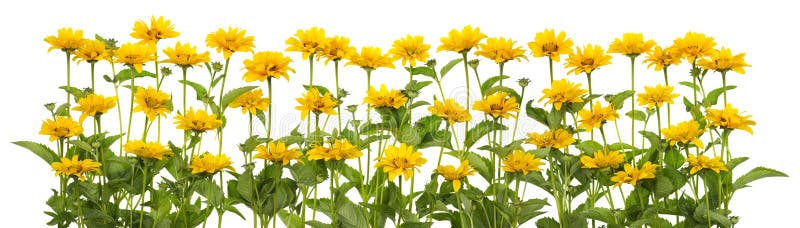 Mini sunflowers isolated line royalty free stock photography