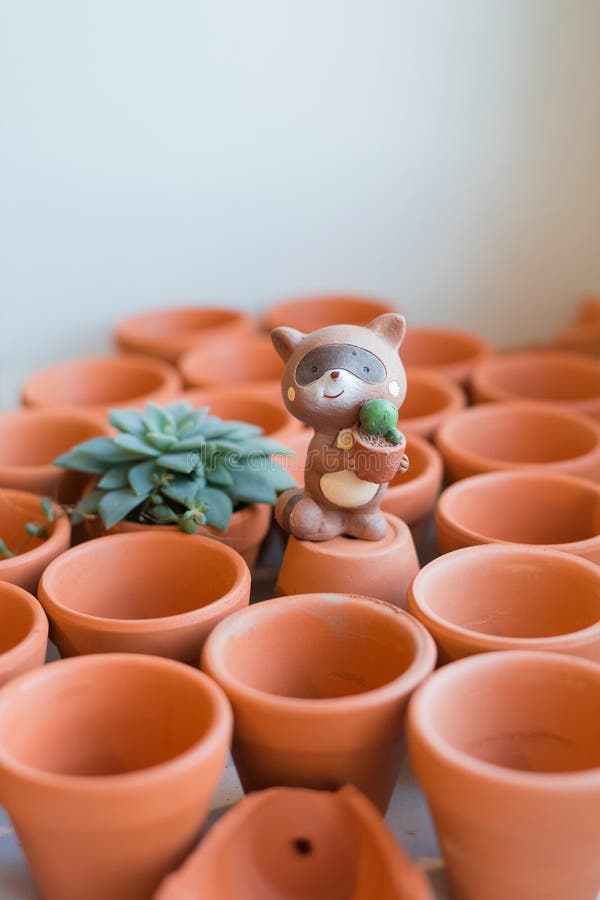 Mini Terracotta Pots with Succulents on a White Background. Stock Photo