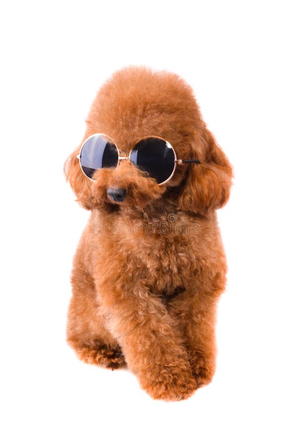Mini Toy Poodle with Golden Brown Fur royalty free stock photography Mini Toy Poodle with Golden Brown Fur royalty free stock photography