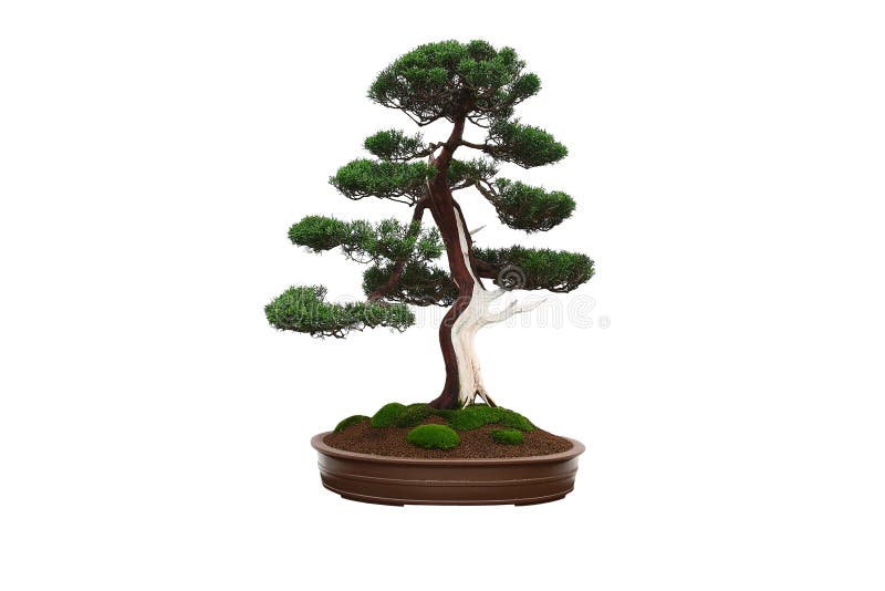 Mini tree bonsai royalty free stock photos