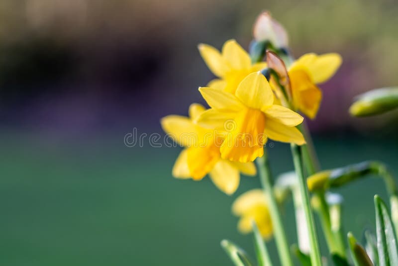 Mini Yellow Daffodils Against Green and Purple Blurred Backgro Stock ...