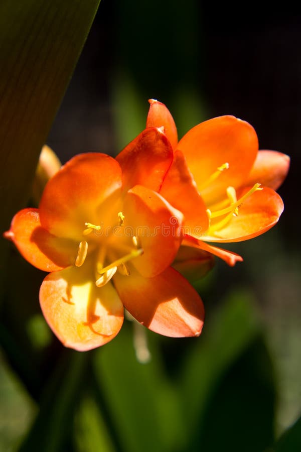 Miniata Clivia, όμορφο πορτοκαλί λουλούδι στο μέγιστο άνοιγμά του στοκ εικόνες Miniata Clivia, όμορφο πορτοκαλί λουλούδι στο μέγιστο άνοιγμά του στοκ εικόνες