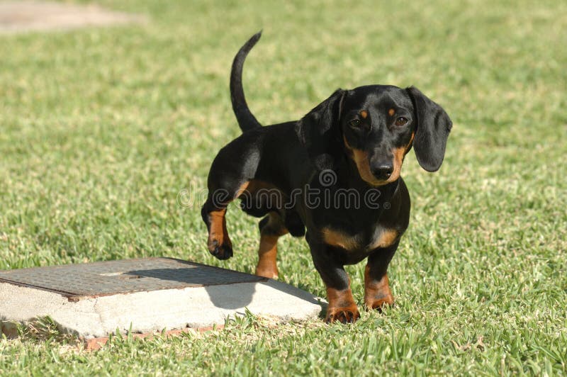 Miniatura dachshund pelo recto levanta pierna en el parque para orinar. foto de archivo libre de regalías