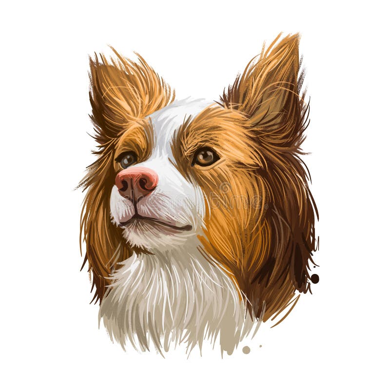 Miniature Australian Shepherd, Pet Originated in USA Digital Art Illustration. Herding Working Stock Dog with Long Ears Stock Illustration - Illustration of design, australian: 159512188 Miniature Australian Shepherd, Pet Originated in USA Digital Art Illustration. Herding Working Stock Dog with Long Ears Stock Illustration - Illustration of design, australian: 159512188