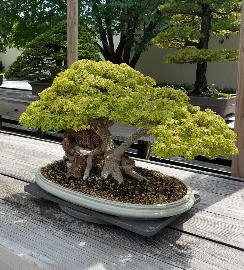Miniature Bonsai tree stock image. Image of oriental 77367357