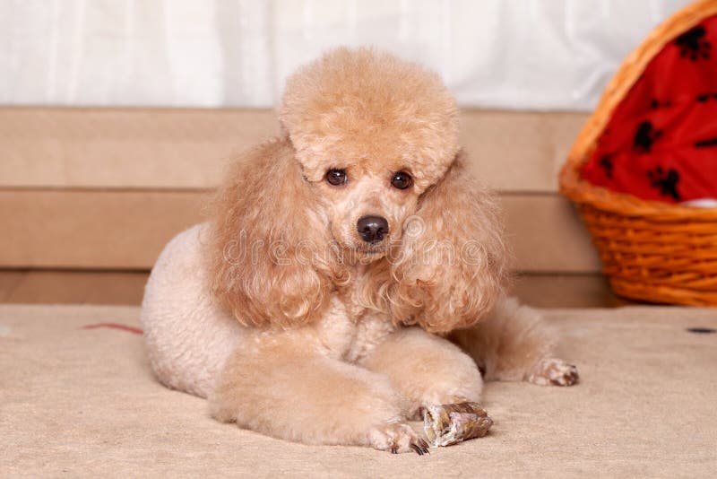 White Bichon Frise And Brown Miniature Poodle Stock Image