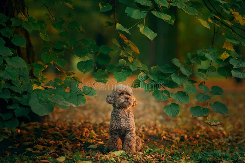 Miniature chocolate poodle in autumn leaves. Pet in nature. Cute dog like a toy