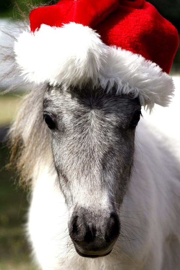 Miniature Christmas Horse