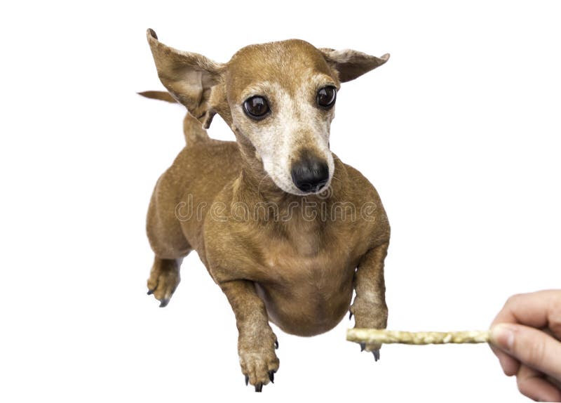 Dog Jumping Sausage Stock Illustrations – 35 Dog Jumping Sausage