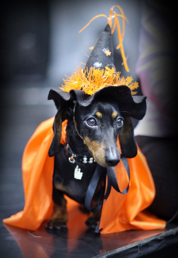 Miniature dachshund stock photo. Image of attitude, costume 39156028