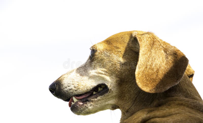 Miniature Dachshund stockbild Miniature Dachshund stockbild