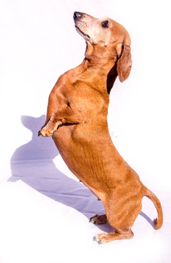 122 Dog Jumping Sausage Stock Photos Free & RoyaltyFree Stock Photos