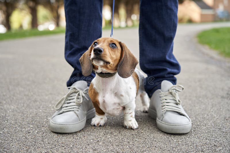 Dachshund Shoes Stock Photos - Free & Stock Photos from Dreamstime