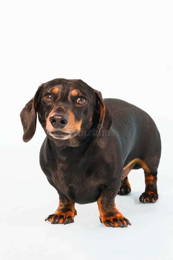 How Long Is A Mini Dachshund Pregnant