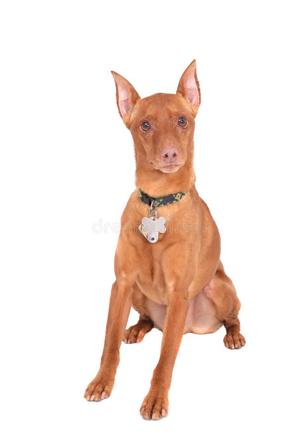 Miniature doberman stock photo. Image of hound, puppy - 9505212