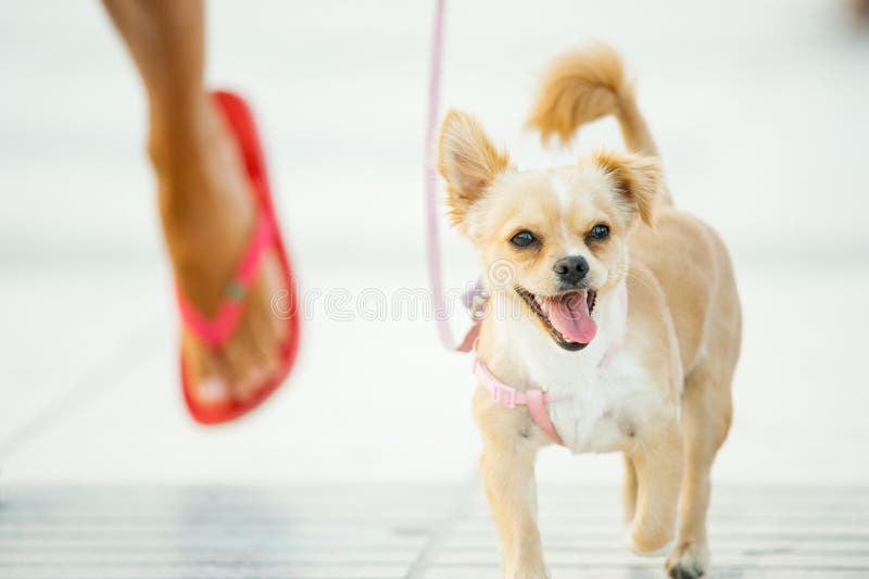 Miniature dog walking with owner on a beach closeup