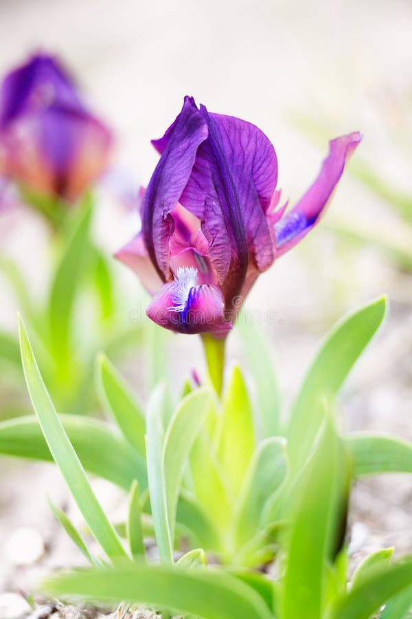 Miniature Dwarf Bearded Iris royalty free stock images