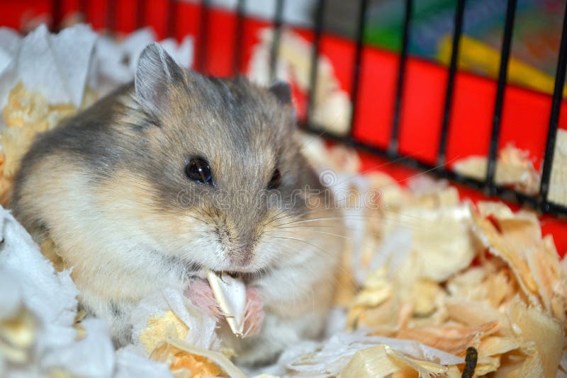 Miniature Dwarf Hamster royalty free stock photos