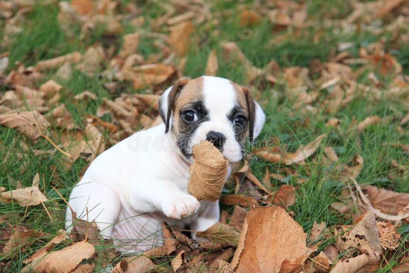 what can english bulldogs eat