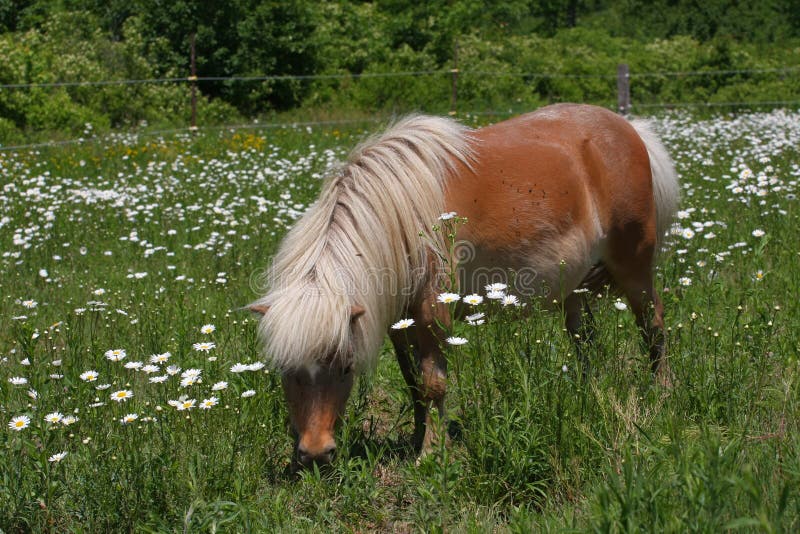 Miniature Horse stock photo. Image of brown, grazing 18013154