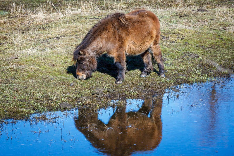 Cute miniature horse by stream.