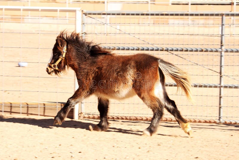 Miniature Horse on the Run stock image. Image of fence 22117597