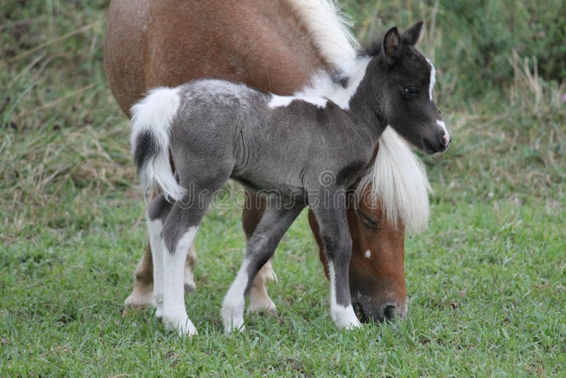 Baby Palomino Shetland Pony Plays In Green Grass Stock Image Image Of Greenery Fighting Baby Palomino Shetland Pony Plays In Green Grass Stock Image Image Of Greenery Fighting