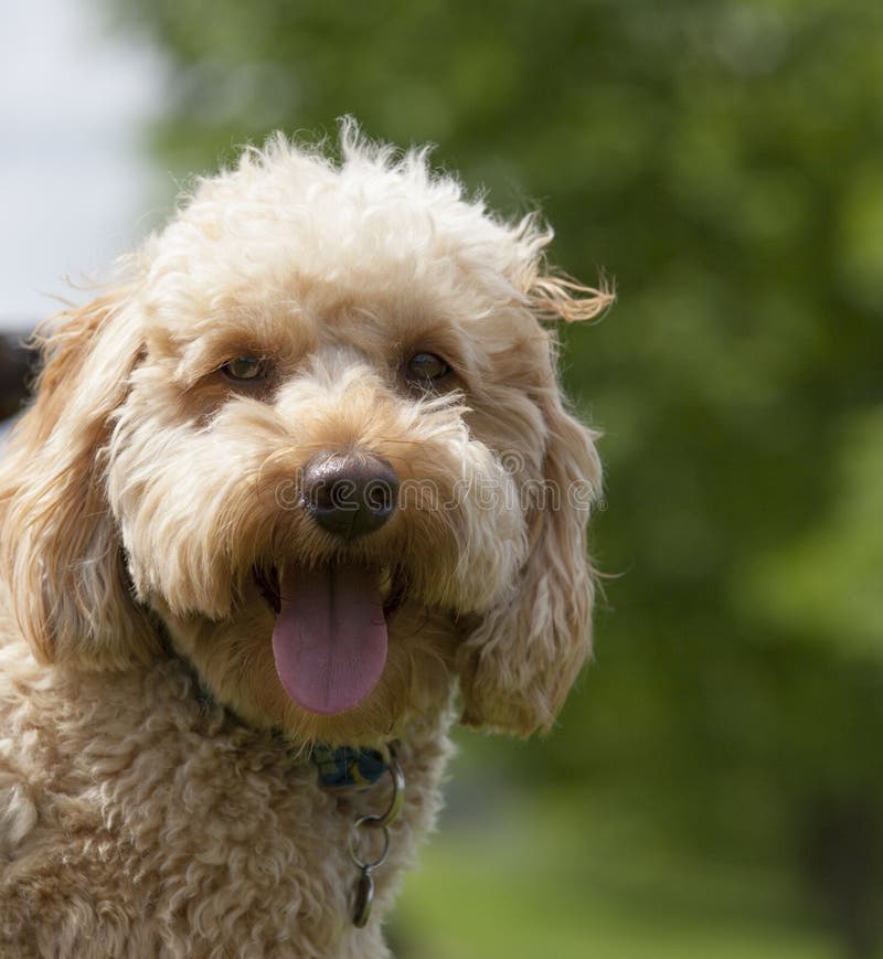 A miniature labradoodle