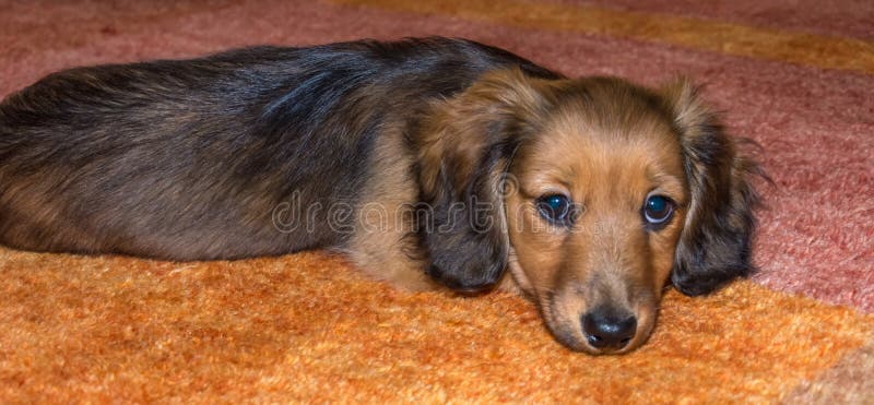 Miniature Long Haired Dachshund Stock Image - Image Of Carpet, Eyes:  93678231