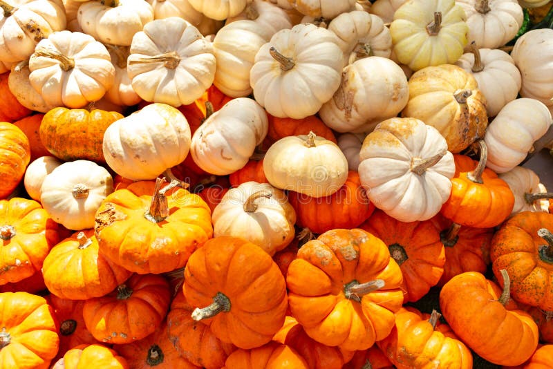 Miniature Orange and White Pumpkins stock photo Miniature Orange and White Pumpkins stock photo