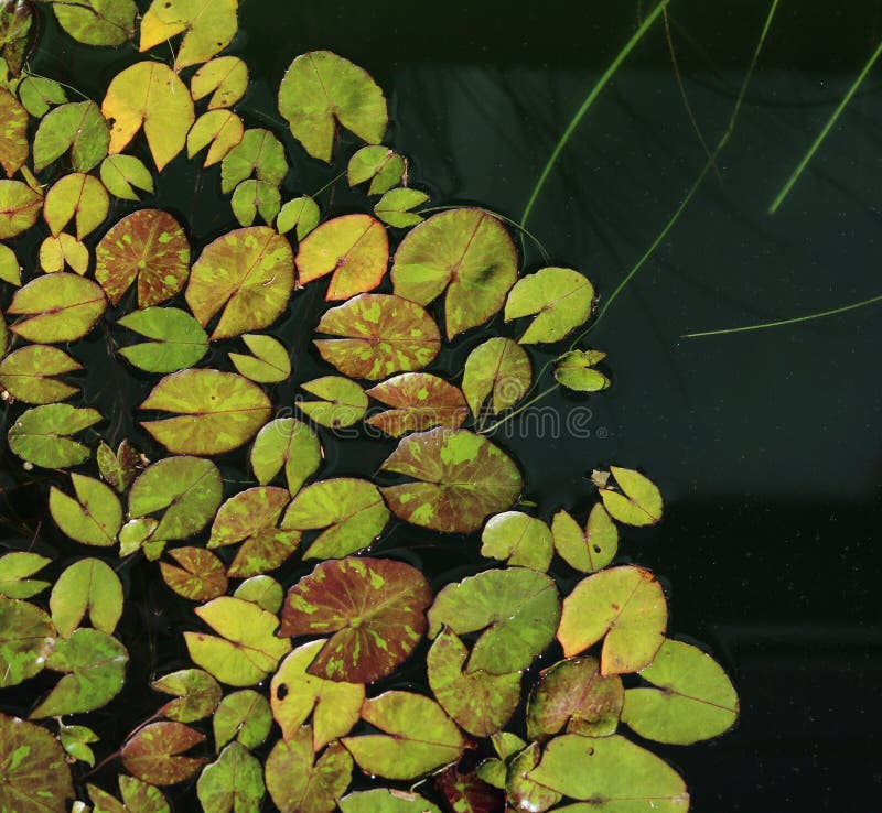 Miniature patterned water lily leaves background - image stock photography Miniature patterned water lily leaves background - image stock photography