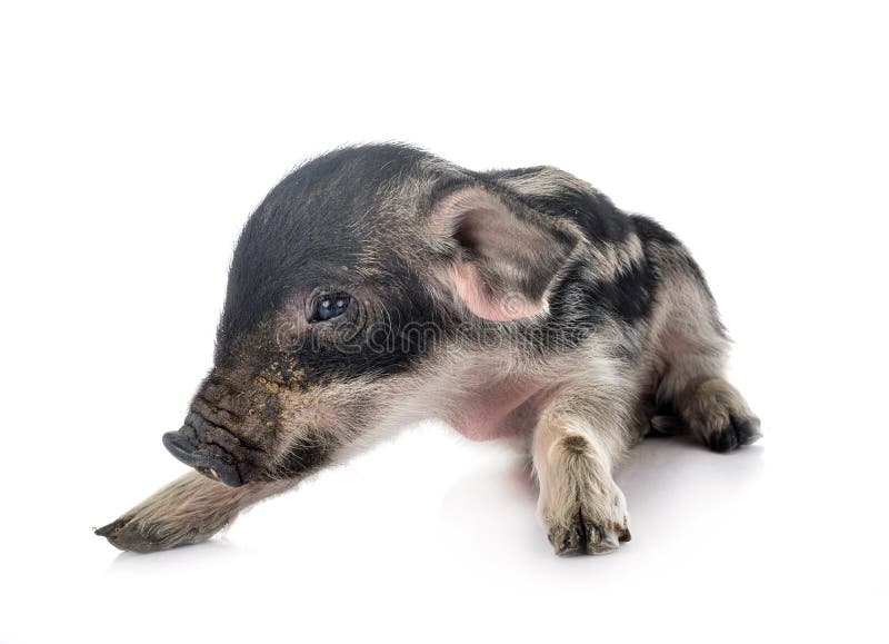 teacup pig desktop backgrounds