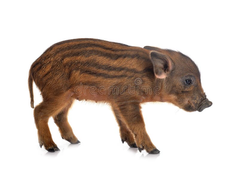 teacup pig desktop backgrounds