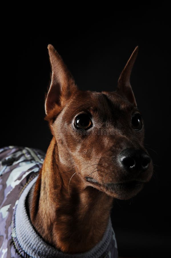 xoloitzcuintli google translate