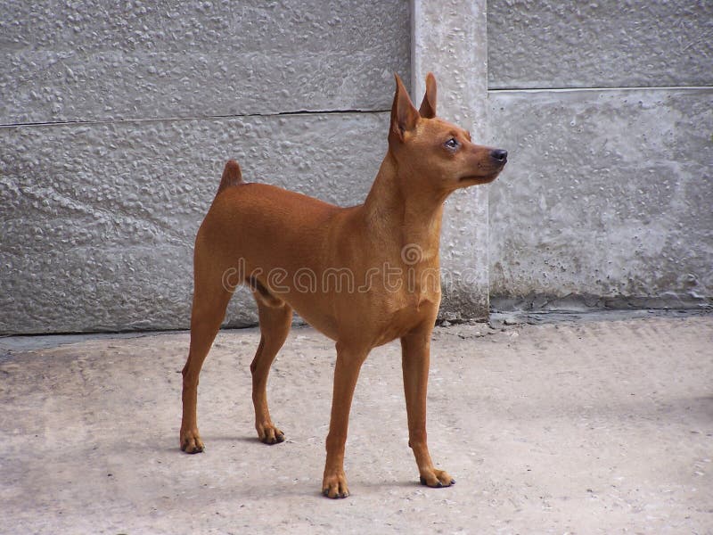 Mini pinscher chihuahua mix