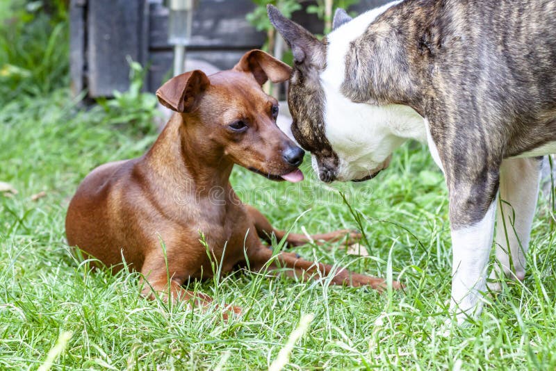 Miniature Pinscher Playing with Pug Dog on the Green Stock Photo