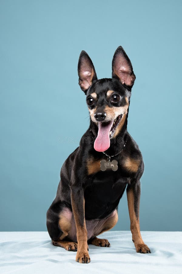 Miniature Pinscher, Poodle Portrait in Blue Background Stock Photo Image of miniaturepinscher