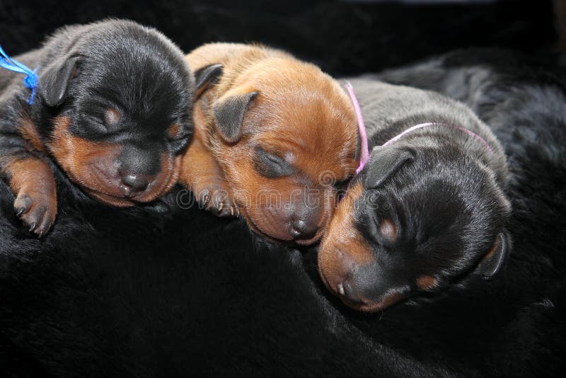 Miniature Pinscher puppies stock images