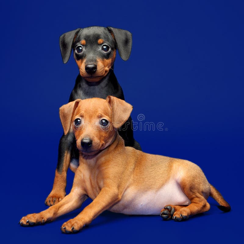 139 Miniature Pinscher Puppies Stock Photos Free & RoyaltyFree Stock