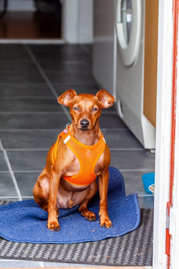 Miniature pinscher sitting at the entrance of the house stock image Miniature pinscher sitting at the entrance of the house stock image