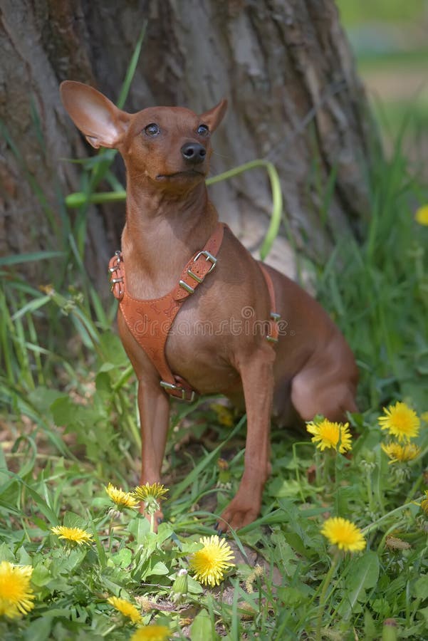 Miniature Pinscher With Uncut Ears In The Park Stock Image Image of